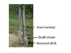 Parts of the Apple Tree: Scion, Graft Union and Rootstock