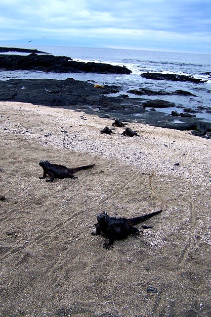Marine iguana road, Galapagos 