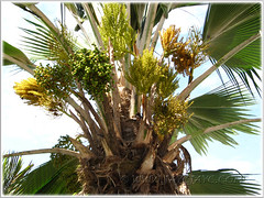 Inflorescences of Pritchardia pacifica (Fiji Fan Palm, Pacific Fan Palm), March 27 2011
