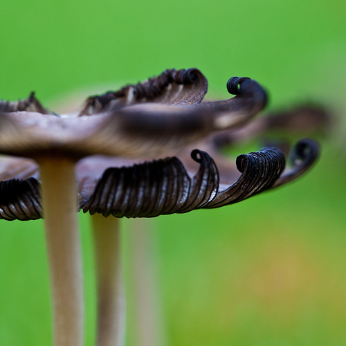 October Mushrooms