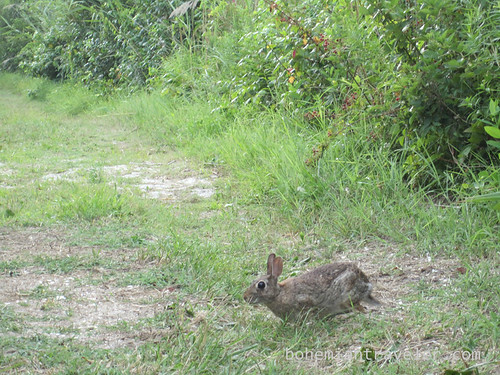 rabbit in CM NWR