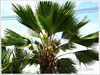 Pritchardia pacifica (Fiji Fan Palm, Pacific Fan Palm)