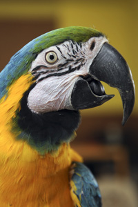 Casey from the Parrot Garden at Best Friends