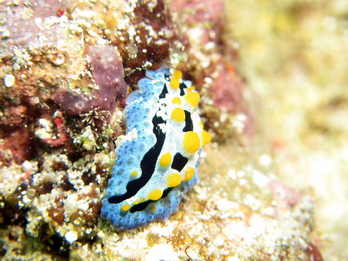 ソライロイボウミウシ (Phyllidia coelestis)