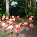 Flamingos • <a style="font-size:0.8em;" href="http://www.flickr.com/photos/26088968@N02/6131476297/" target="_blank">View on Flickr</a>