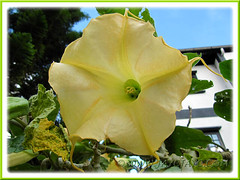 Brugmansia suaveolens (Angel's Trumpet) - hybrid with golden yellow flowers, maybe 'Inca Sun