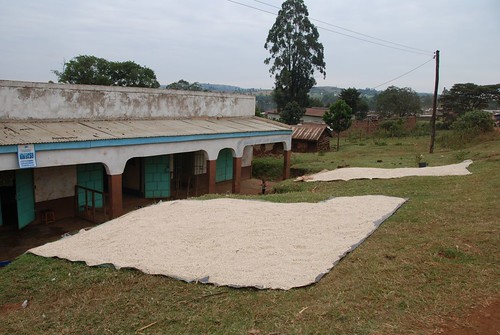 Drying recently harvested maize in Enoosaen center. On top of everything, as Mama Kakenya puts it, "the poor are getting poorer" because without a financial security blanket, they are forced to sell their maize during the marginally lower prices of market saturated harvest time (now), rather than wait for the prices to rise again in a few weeks.