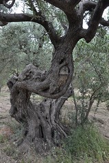 Guhyaloka flora   olive tree 1