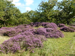 Flowering heath
