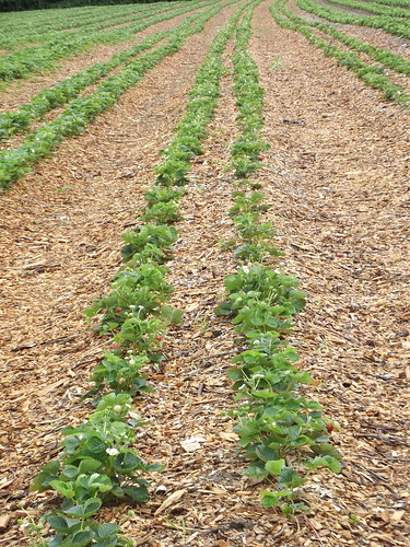 Strawberries at Parlee Farms