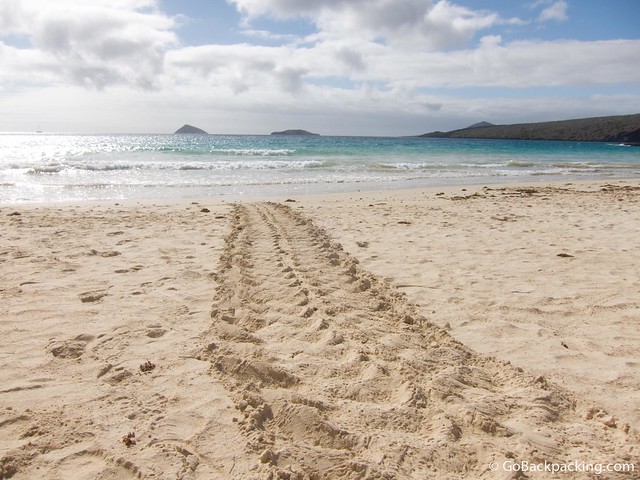 Sea Turtle tracks