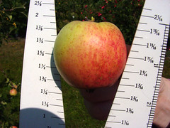M.7 EMLA Apple Measure