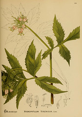 Anglų lietuvių žodynas. Žodis hydrophyllum virginianum reiškia <li>hydrophyllum virginianum</li> lietuviškai.