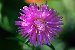 Purple Aster • <a style="font-size:0.8em;" href="http://www.flickr.com/photos/29084014@N02/6145717872/" target="_blank">View on Flickr</a>