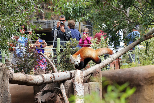 Red Panda at San Diego Zoo