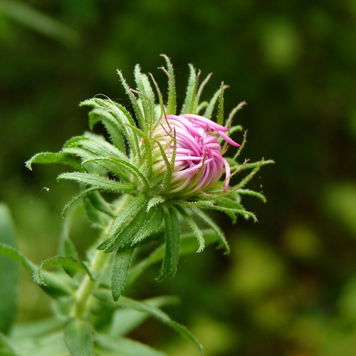 Aster opening