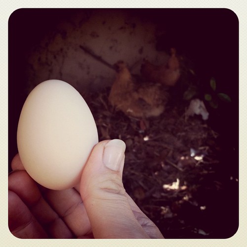 Look what I found in the compost heap a few minutes ago!  Mama laid an egg!