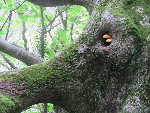nestling fungi