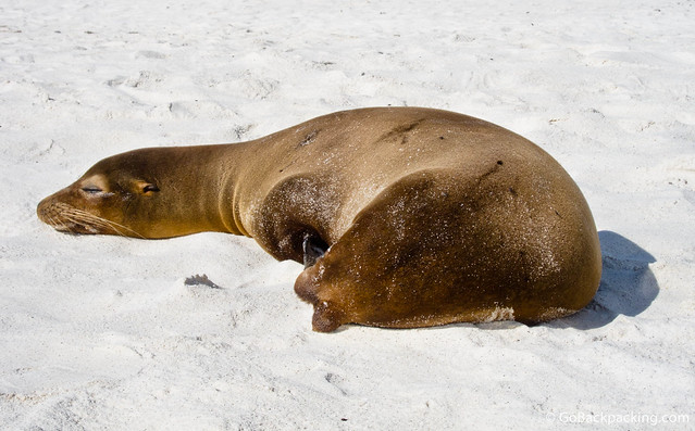 Sleepy sea lion