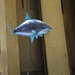 Flying shark • <a style="font-size:0.8em;" href="http://www.flickr.com/photos/14095368@N02/6118644637/" target="_blank">View on Flickr</a>