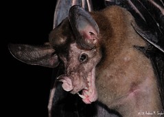 False Vampire bat