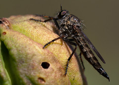 Robber Fly - side view • <a style="font-size:0.8em;" href="http://www.flickr.com/photos/30765416@N06/6129626491/" target="_blank">View on Flickr</a>