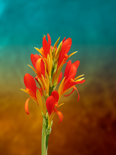 Orange Spray of Flowers on Golden Blue by Michael Taggart Photography, on Flickr