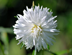 White Aster • <a style="font-size:0.8em;" href="http://www.flickr.com/photos/29084014@N02/6145166841/" target="_blank">View on Flickr</a>