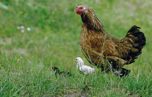Mama & her Chicks