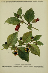 Anglų lietuvių žodynas. Žodis belladonna plant reiškia belladonna augalų lietuviškai.