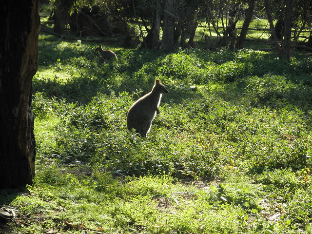 Wallaby on Churchill Island