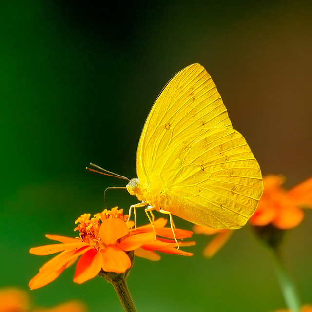Các Loài Bướm Việt Nam - Vietnamese Butterfly