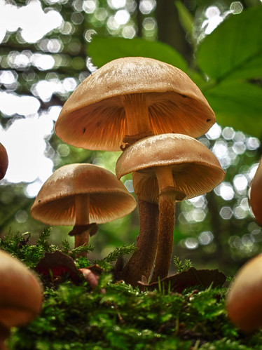 Mushroom in Annesley Woods