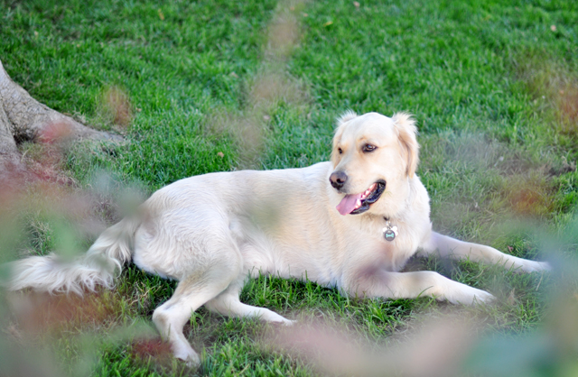 Tucker + lab + dog + grass