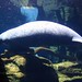Manatee • <a style="font-size:0.8em;" href="http://www.flickr.com/photos/26088968@N02/6132034838/" target="_blank">View on Flickr</a>