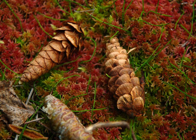 Pine cones on carpet of red moss