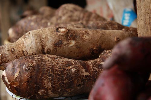 Cassava is healthier than potatoes