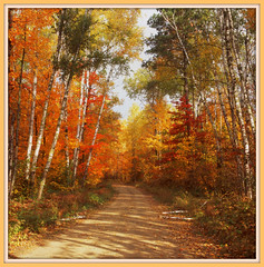 The Orange Lake Road ~ Chippewa National Forest, Minnesota