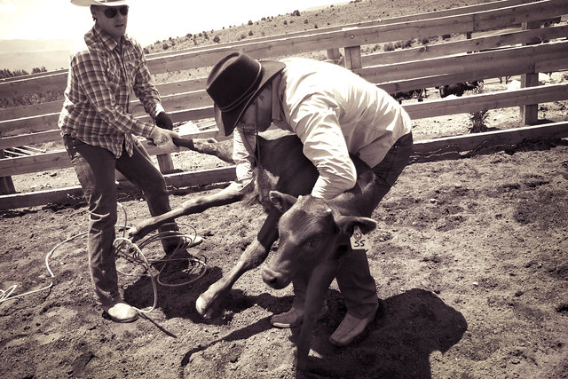 Black Mountain Colorado Dude Ranch cow corral rope roping