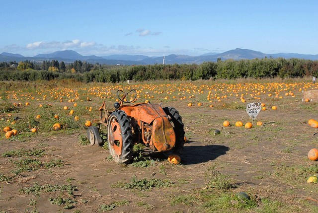 Tractor at Pumpkin Funland