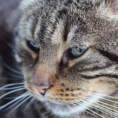 Nachbars Kater Felix #cat #kitten #catsofinstagram #catlover #animal #natur #nature #nature_josefharald #nofilter #macro #tamron #igersgermany #germany #instagramhub #macromonthly #macro_power_hour