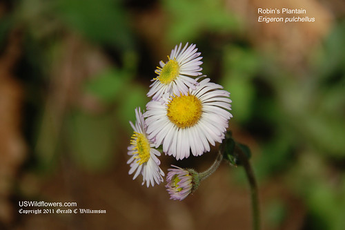 Robin's Plantain - Erigeron pulchellus