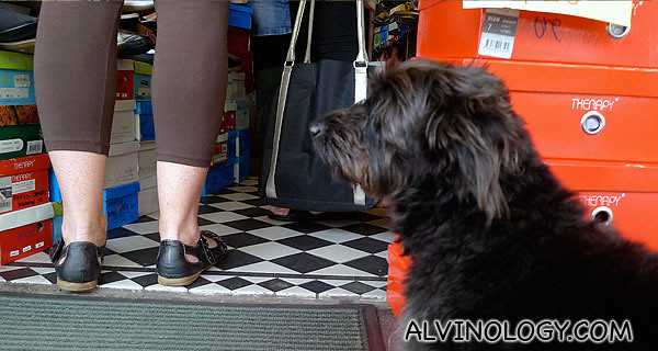 The dogs wait outside while the owners shop