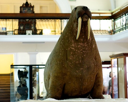 Horniman Walrus by clogsilk, on Flickr