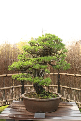 黒松 Kuro-matsu (Black Pine) - 盆栽美術館 - bonsai museum
