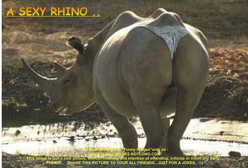 Funny Image : A sexy RHINO Picture - a photo on Flickriver