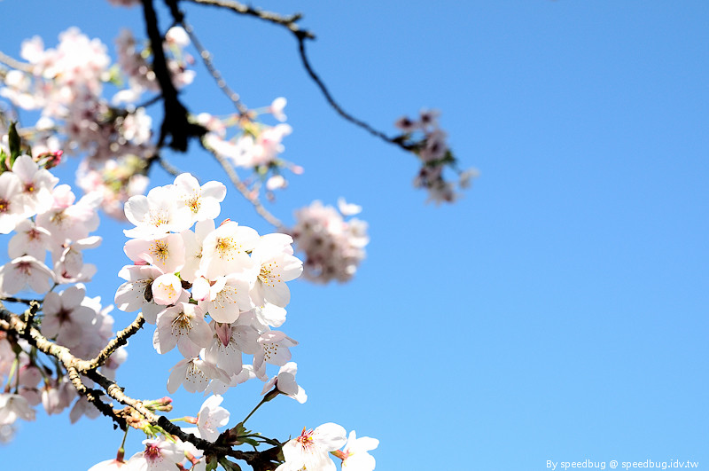 阿里山櫻花季83
