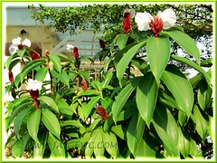Clump of flowering Cheilocostus speciosus (Crepe/Malay Ginger, White Costus, Cane Reed, Spiral Flag)