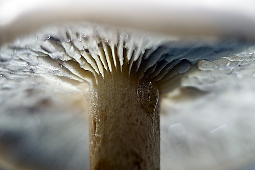 Hallucination dans le champignon