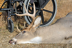 Anglų lietuvių žodynas. Žodis deer hunt reiškia elnių medžioklė lietuviškai.